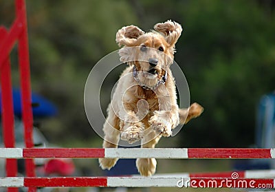 Dog jumping Stock Photo