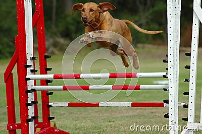 Dog jumping in agility Stock Photo