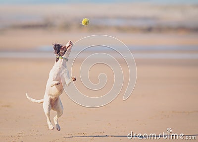 Dog jumping catching ball Stock Photo