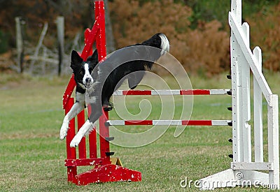 Dog jumping hurdle Stock Photo