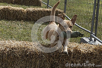 dog jumping over bales of straw Stock Photo
