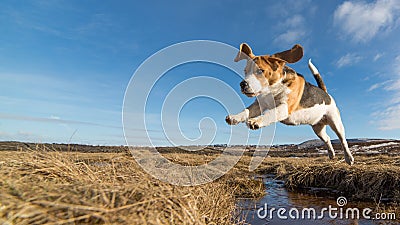 A dog jumping over water Stock Photo