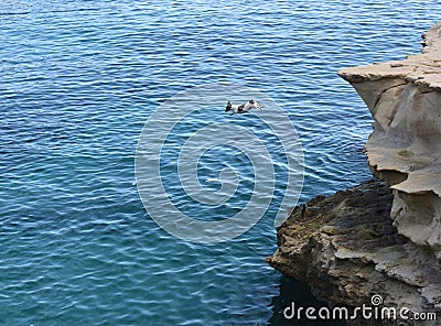 Dog jumping to the water, dog terrier, funny dog, flying dog, dog terrier Stock Photo