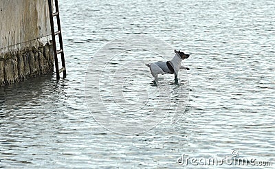 Dog jumping to the water, dog terrier, funny dog, flying dog, dog terrier Stock Photo