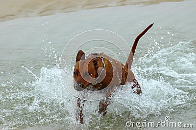 Dog jumping in water Stock Photo