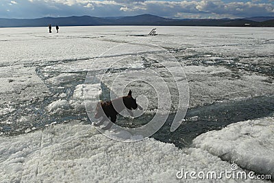 The dog jumps from the lions to the ice during the ice drift on the lake Stock Photo