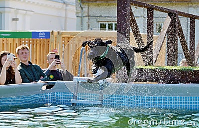 The dog jumps into the pool of water Editorial Stock Photo