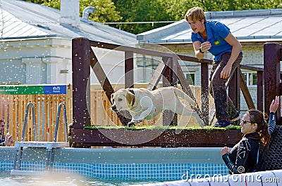 The dog jumps into the pool of water Editorial Stock Photo