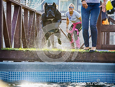 The dog jumps into the pool of water Editorial Stock Photo