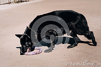 Dog from the kennel of working German shepherds. A large adult male German shepherd dog of black color plays with a blue dog toy Stock Photo