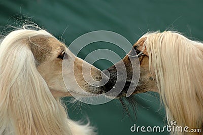 Dog kissing dog Stock Photo