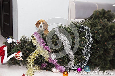 dog knocked over the Christmas tree, naughty puppy, merry Christmas. Stock Photo