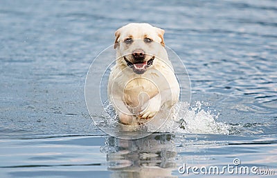 Dog labrador on the beach Stock Photo