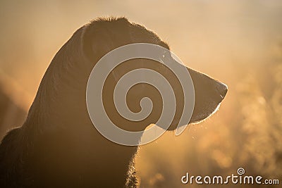 Black Labrador Dog portrait Stock Photo