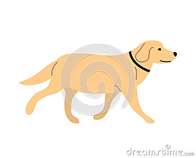 Dog labrador isolated on a white background Vector Illustration