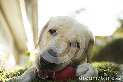 Dog labrador Stock Photo