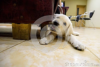 Labrador Retriever puppy is lying on the floor of the house and chewing on sofa Stock Photo