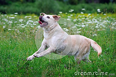 Dog Labrador ran across the field. Stock Photo