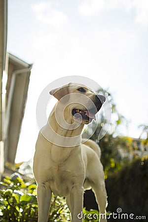 Dog Labrador standing Stock Photo