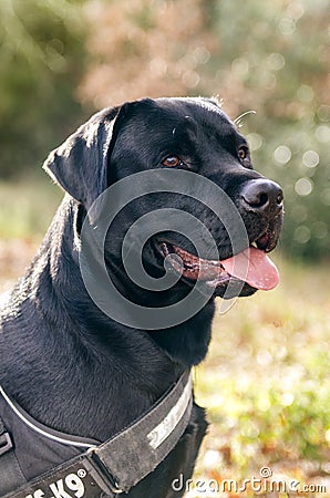 Dog Labrador in a sunny day, tongue out Stock Photo