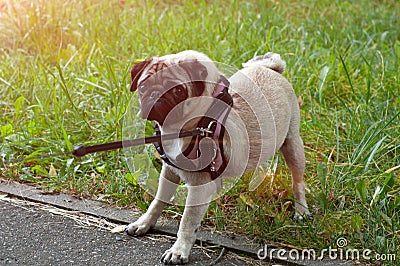 Dog lagging behind refuses to walk and drags leash in opposite way Stock Photo