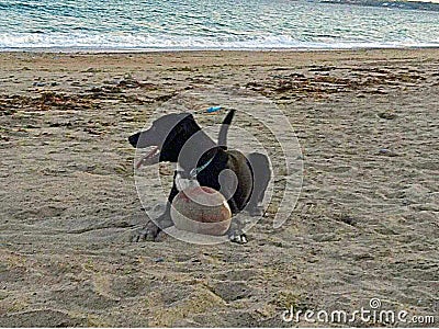 Dog laying on beach with football Stock Photo