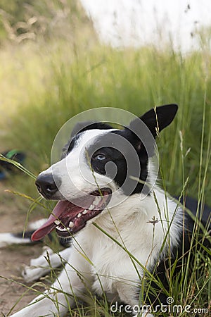 Dog with a blue eye relaxing in beautiful green grasses Stock Photo