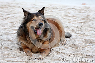 Dog lazing on beach Stock Photo