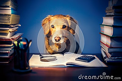 Dog Stock Photo