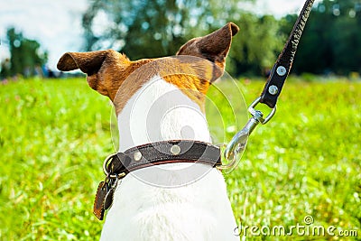 Dog leash and owner Stock Photo