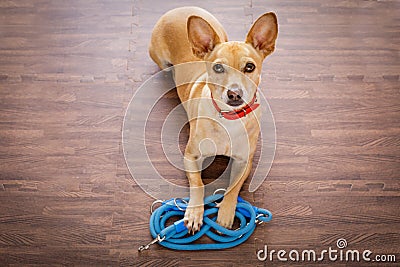 Dog with leash waits for a walk Stock Photo