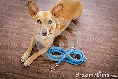 Dog with leash waits for a walk Stock Photo