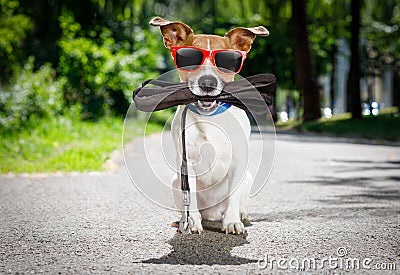 Dog with leash waits for a walk Stock Photo