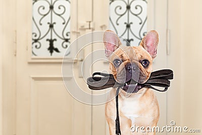 Dog leash walk Stock Photo