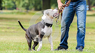 Dog on a leash on a walk Stock Photo