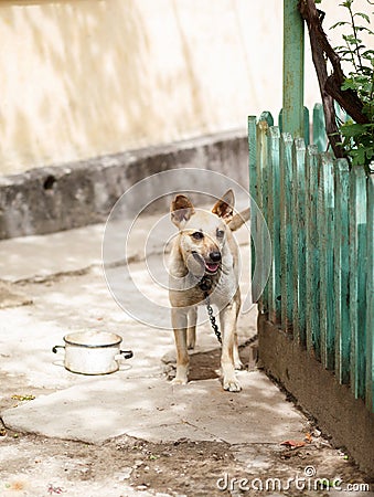 A dog on a leash in the yard Stock Photo