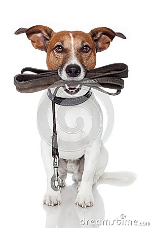 Dog with leather leash Stock Photo