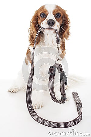 Dog with leather leash waiting to go walkies. Walking leash with collar. Cute dog holding collar and leash. Stock Photo