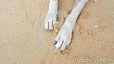 Dog leg on the sand, Cute dogs enjoy playing on beach, animal Stock Photo