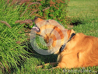 Dog Eat Grass Stock Photo