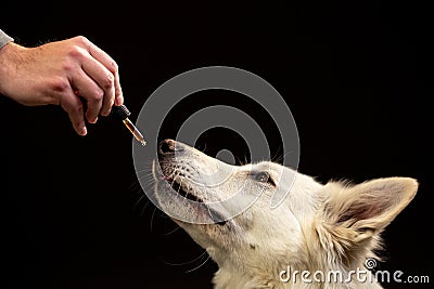 Dog licking a CBD oil dropper Stock Photo