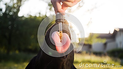 Dog licking a dropper with CBD oil Stock Photo