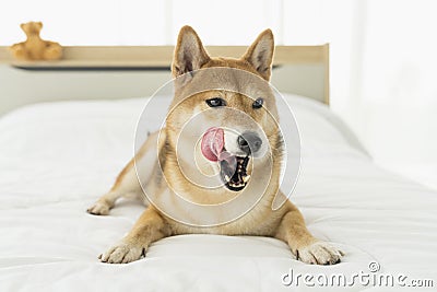 Dog Licking His Lips. A Shiba puppy is hungry in bed. Shiba inu is japanese dog Stock Photo