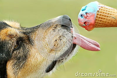 Dog Licking Ice Cream Cone Stock Photo