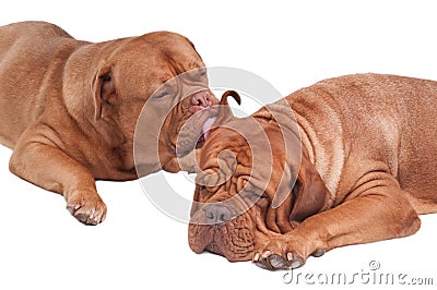 Dog is licking its friends ear Stock Photo