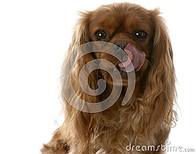 Dog licking lips Stock Photo