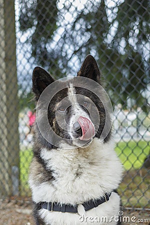 Dog Licking Nose Stock Photo