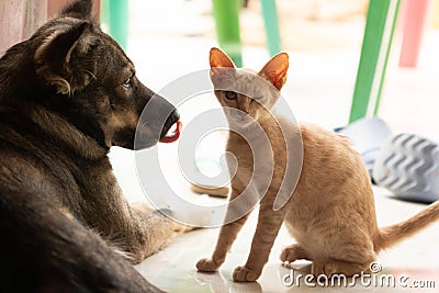 A dog licking it's nose is friends with a small orange cat winking an eye Stock Photo