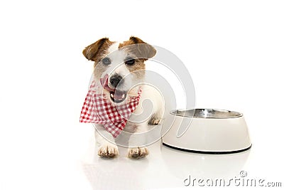 DOG LICKING WITH TONGUE AFTER EAT. SITTING NEXT TO A EMPTY BOWL. ISOLATED STUDIO SHOT AGAINST WHITE BACKGROUND Stock Photo