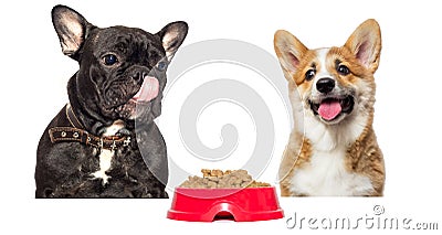 dog licks wants to eat Stock Photo